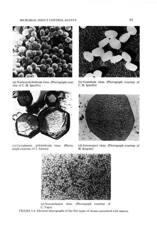 microbe grey_0103.jpg